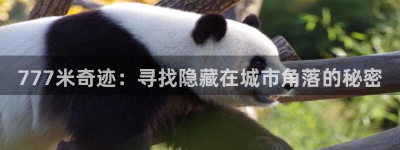 南瓜影院在线观看视频：777米奇迹：寻找隐藏在城市角落的秘密
